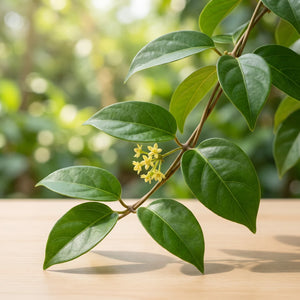 Gymnema sylvestre leaves and flowers