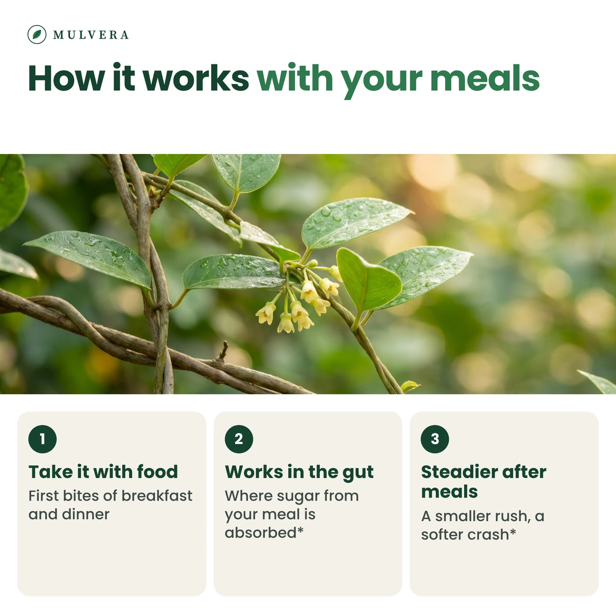 How gymnema works with your meals: take it with food, works in the gut, steadier after meals
